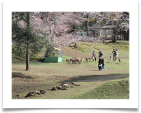 Japan - Nara deer and cherries - Jenny Pearce